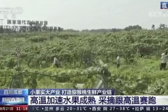 央視新聞中的天然蕓苔素、生物農(nóng)藥助力綠色農(nóng)業(yè)、品牌農(nóng)產(chǎn)品更有價值