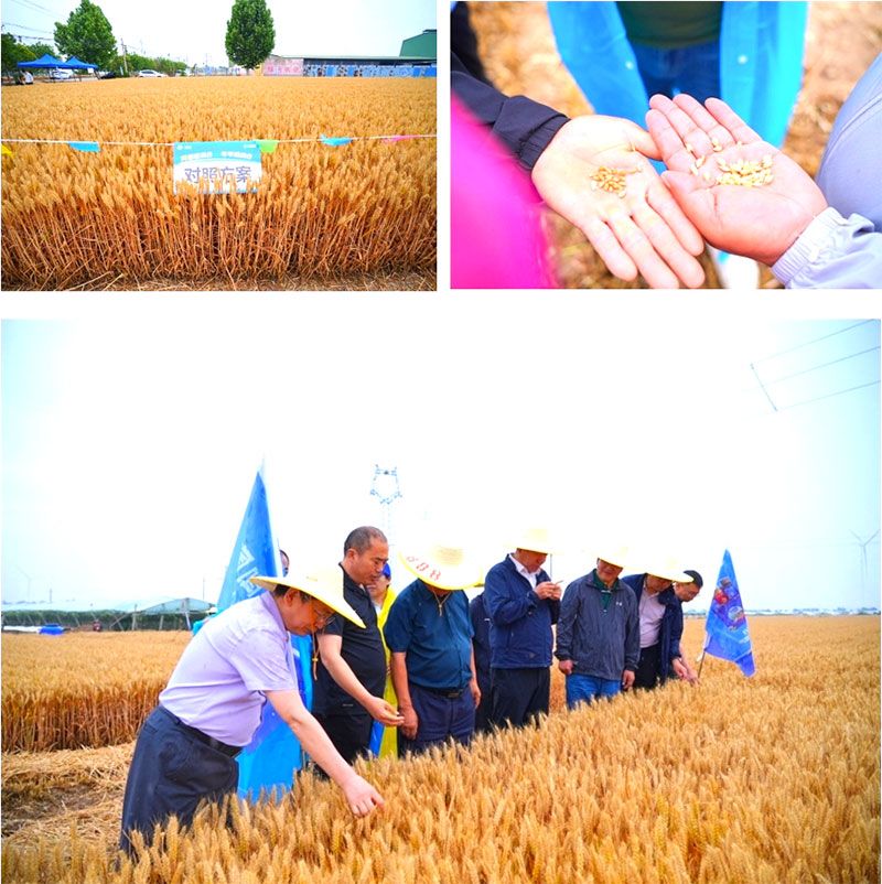 生物技術(shù)助力糧食單產(chǎn)顯著提升-“十四五”國(guó)家重點(diǎn)研發(fā)計(jì)劃成果應(yīng)用觀摩會(huì)圓滿落幕